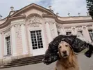 Amalienburg-at-Nymphenburg-Palace.webp