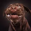 dogs-catching-treats-fotos-frei-schnauze-christian-vieler-53-57e8d0f5ae982__880.webp