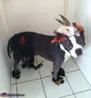 indian_chief.webp