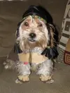 indian-halloween-dog-costume-3689.webp