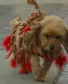 IndianPetCostume1.webp