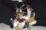 the-most-adorable-dogs-dressed-in-thanksgivin-L-tO_2gj.webp