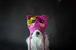 Fantasy-adventure-Pet-Dogs-Dream-Tour-06.webp