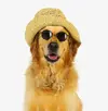 Calendar-PinUp-DOGS-that-Look- Smashingly-Cute-in-Hats5.webp