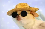 Calendar-PinUp-DOGS-that-Look- Smashingly-Cute-in-Hats8.webp