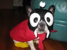 nibbler-futurama-dog-costume.webp
