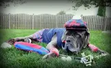 dress-code-golf-dog.webp