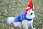 Gnome Dog.webp