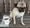 Coffee-is-necessity.webp