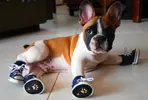 523233__my-new-shoe-s_p.webp