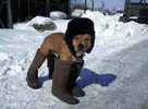 A-Dog-Wearing-Boots-In-The-Snow.webp
