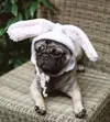 bunny-ears-hat-knit-pattern.webp