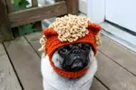 dogs_16.webp