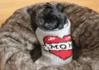 Matilda-Pug-Loves-Mom…or-so-her-sweater-says....webp