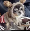 tiny-tiny-624x637.webp