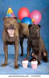stock-photo--sharpei-dogs-with-party-hats-balloons-and-cakes-on-blue-background-47414923.webp