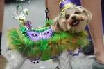mardi_gras_dogs_08.webp