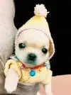 upload_2016-10-10_19-4-13.webp