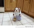 Dog-In-Little-Girl-Costume-Wuth-Basket-Funny-Picture.webp