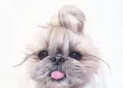 dogbun1.webp