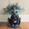 trotter-copy.webp