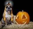 halloween-hazards-dog-hat.webp