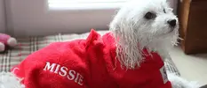 dogrobes-halloween-bonfire.webp