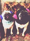pugs.webp