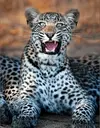 leopard.webp