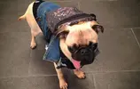 back-to-school-pug.webp