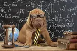 dog-school-featured-910x600.webp