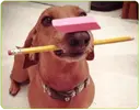 Frankie-back-to-school.webp