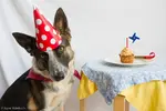 dog-birthday-cake-1.webp