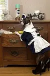 french-maid-dog.webp