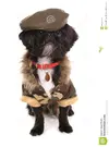 military-dog-wearning-army-jacket-beret-44424882.webp