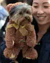 poochparade-1.webp