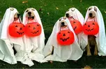 dog-costume-1.webp
