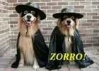 Golden8Halloween.webp