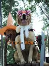 lunara.halloween.webp
