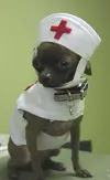 a-dog-wearing-a-nurse-costume.webp
