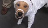 Janga-in-hazmat-suit.webp
