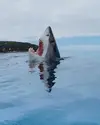 shark lego.webp