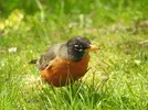 DSCN2890.webp