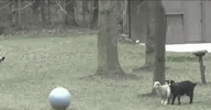 Salah Dive.gif