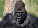 Gorilla.webp