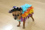 tumblr_nuw5k7zgJj1rwrr3ko1_500.webp