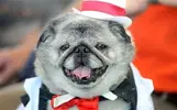 UGLY-GROVIE_2950173b.webp