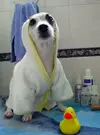 dog-bath-2.webp