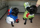 Ghostbuster-dogs-810x567.webp