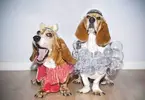 dogs-with-lady-gaga-costumesjpg-5dab35c58d2cde2f.webp